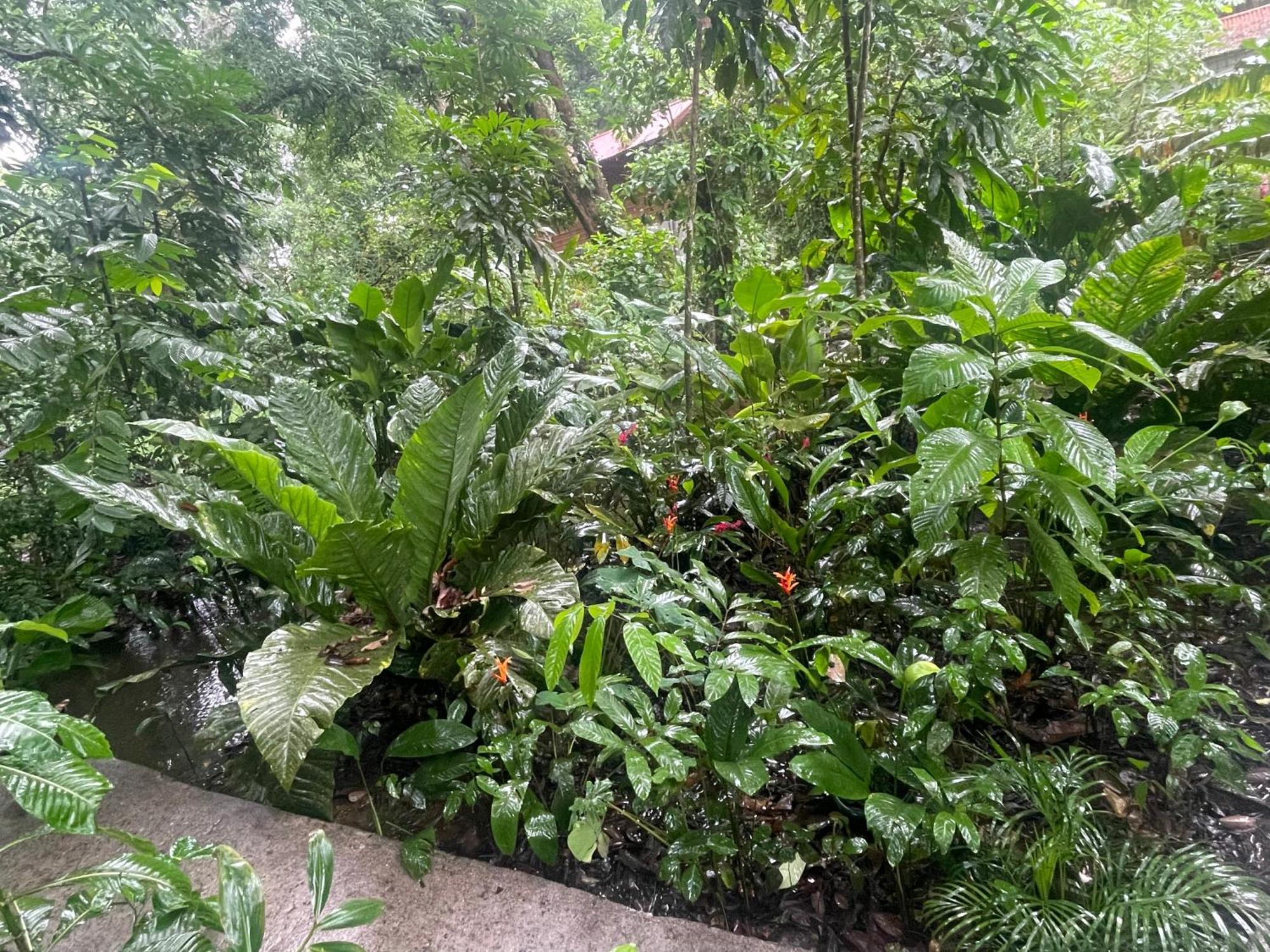 Casa Jaguar Tortuguero Villa Kültér fotó