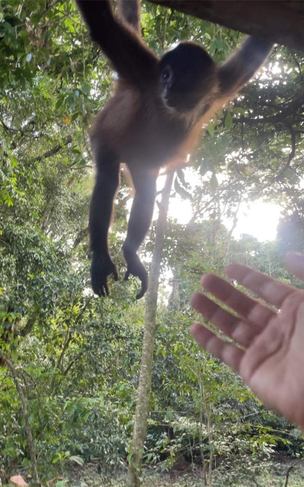 Casa Jaguar Tortuguero Villa Kültér fotó