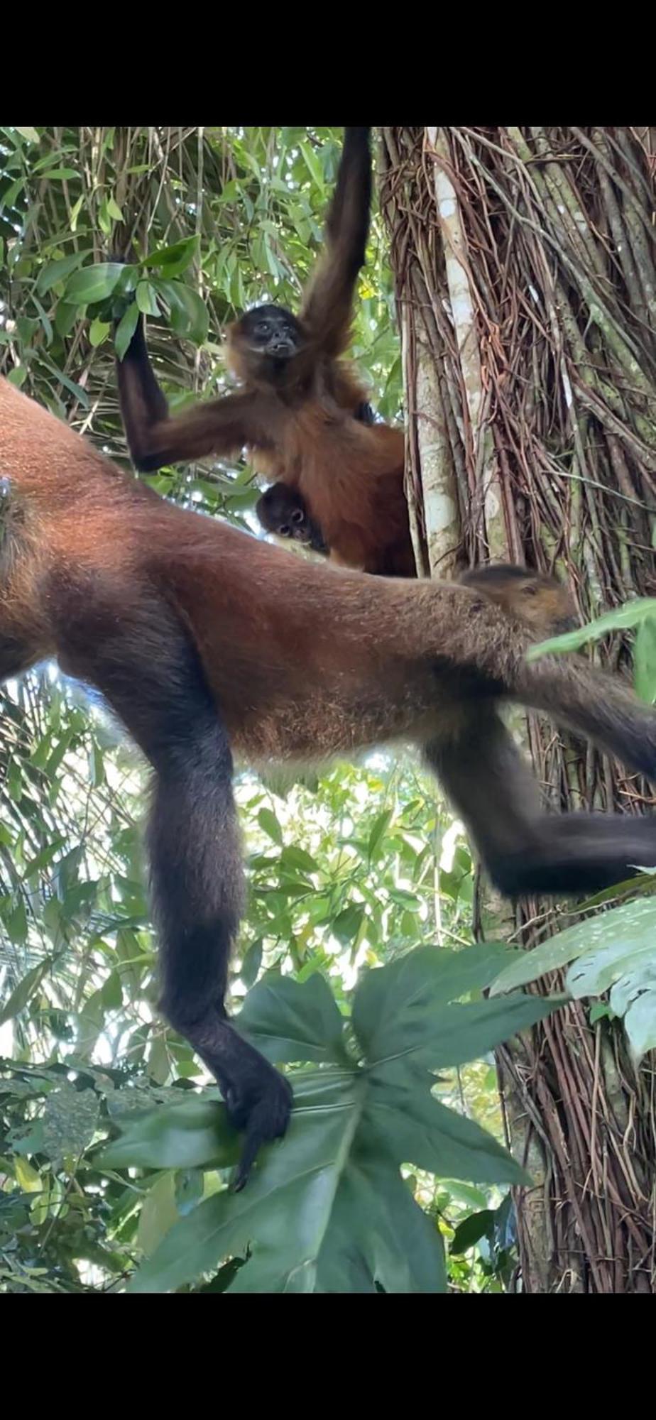 Casa Jaguar Tortuguero Villa Kültér fotó